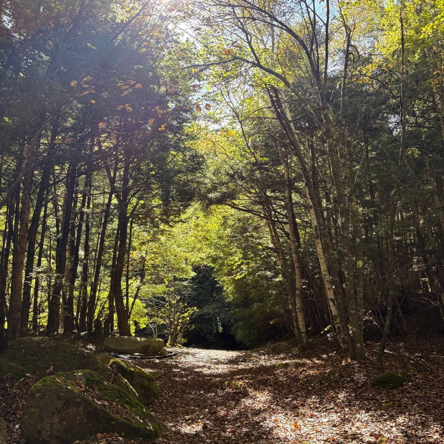 Autumn trail Ogawayama