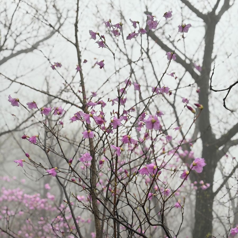 wild flowers during rainy spring hike in Korea