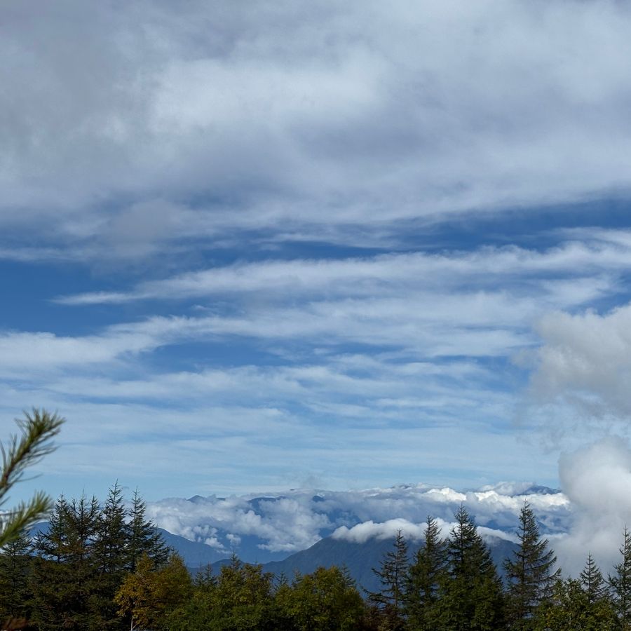 Pine trees and sky