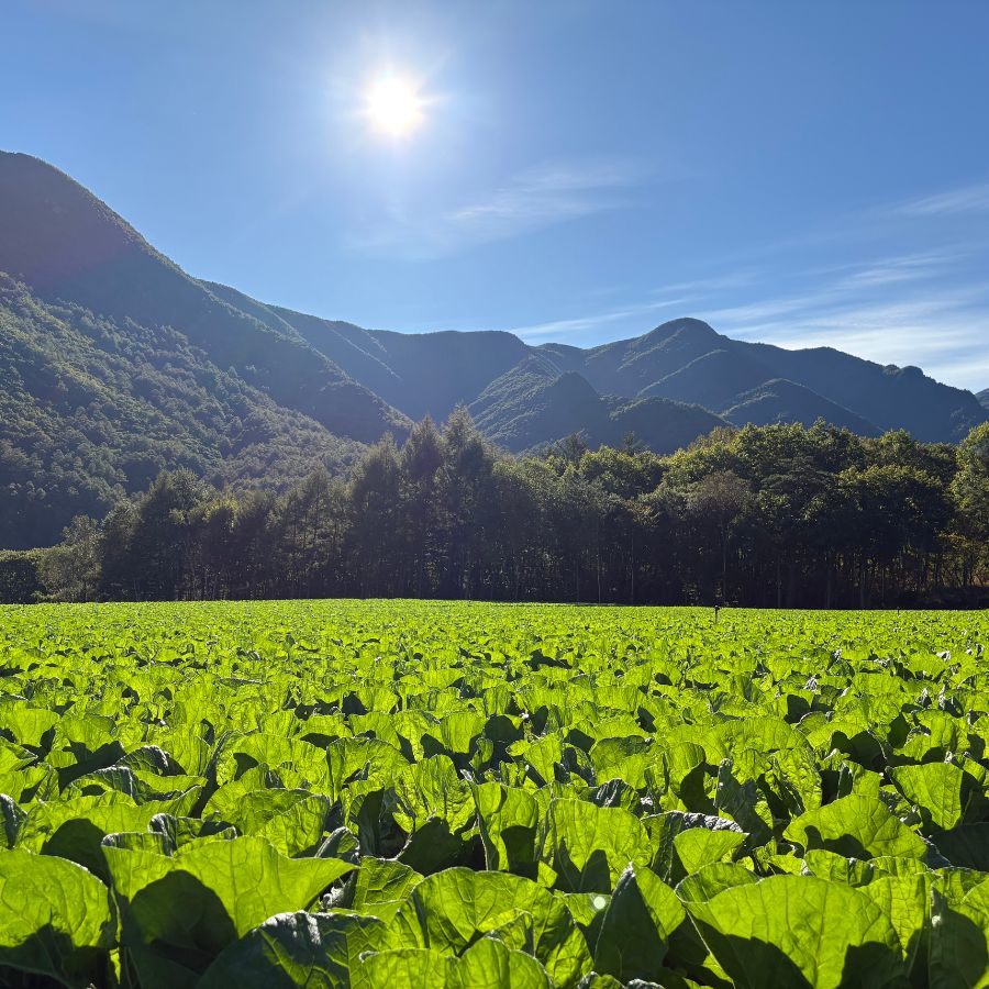Ogawayama sunny day view