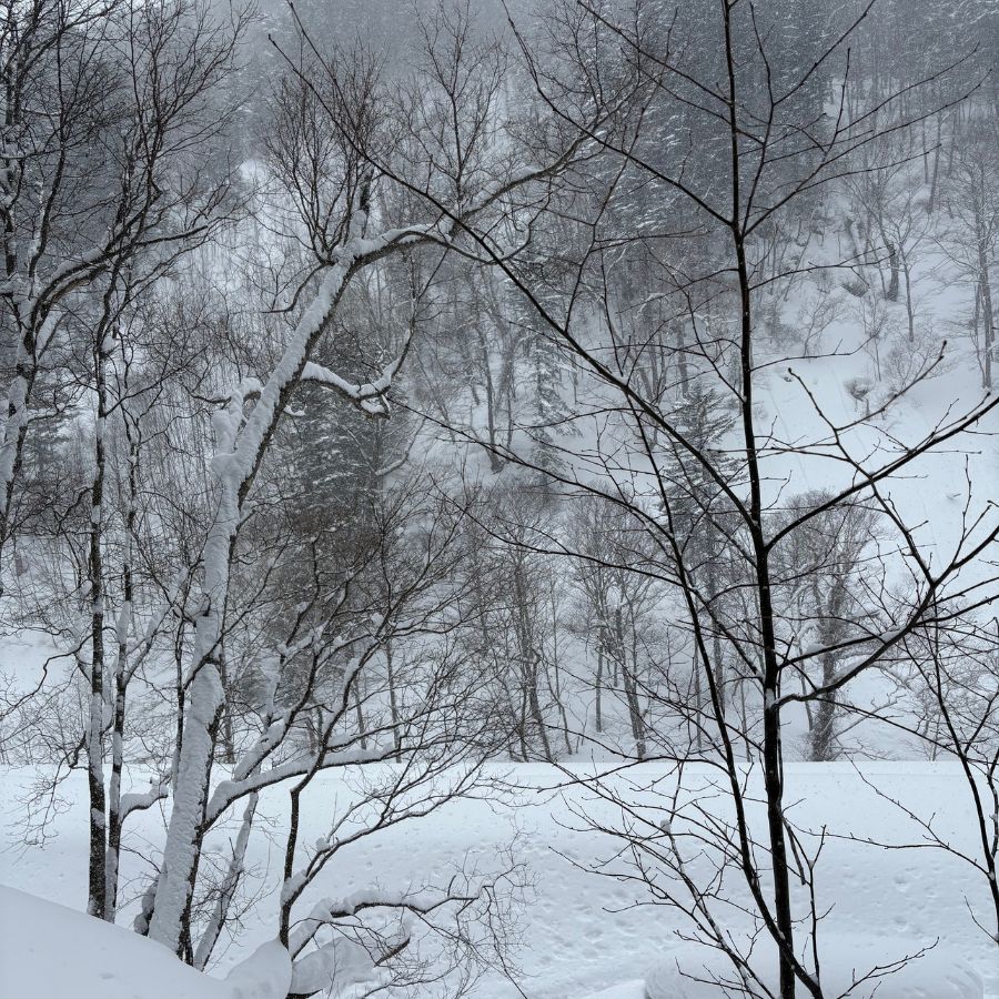 Hokkaido snow forest trail