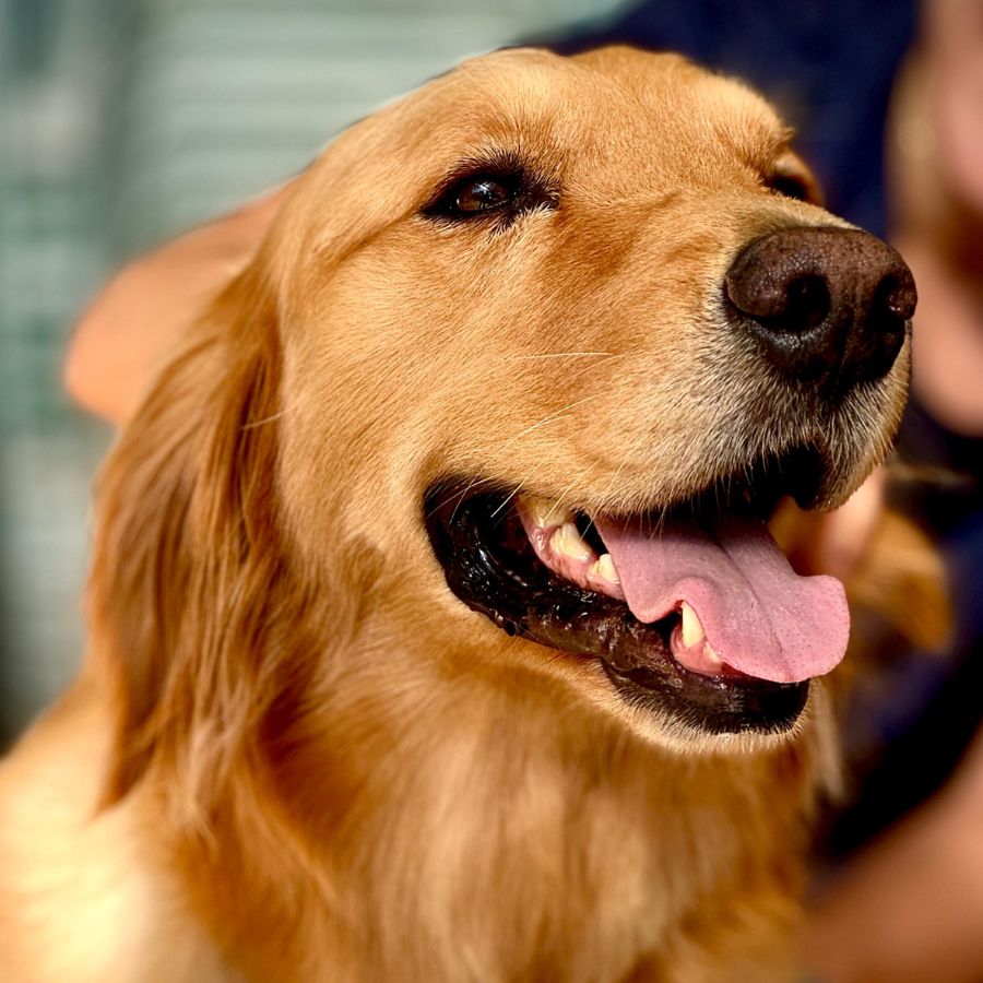 Steele the dog at Iwane Sanso lodge