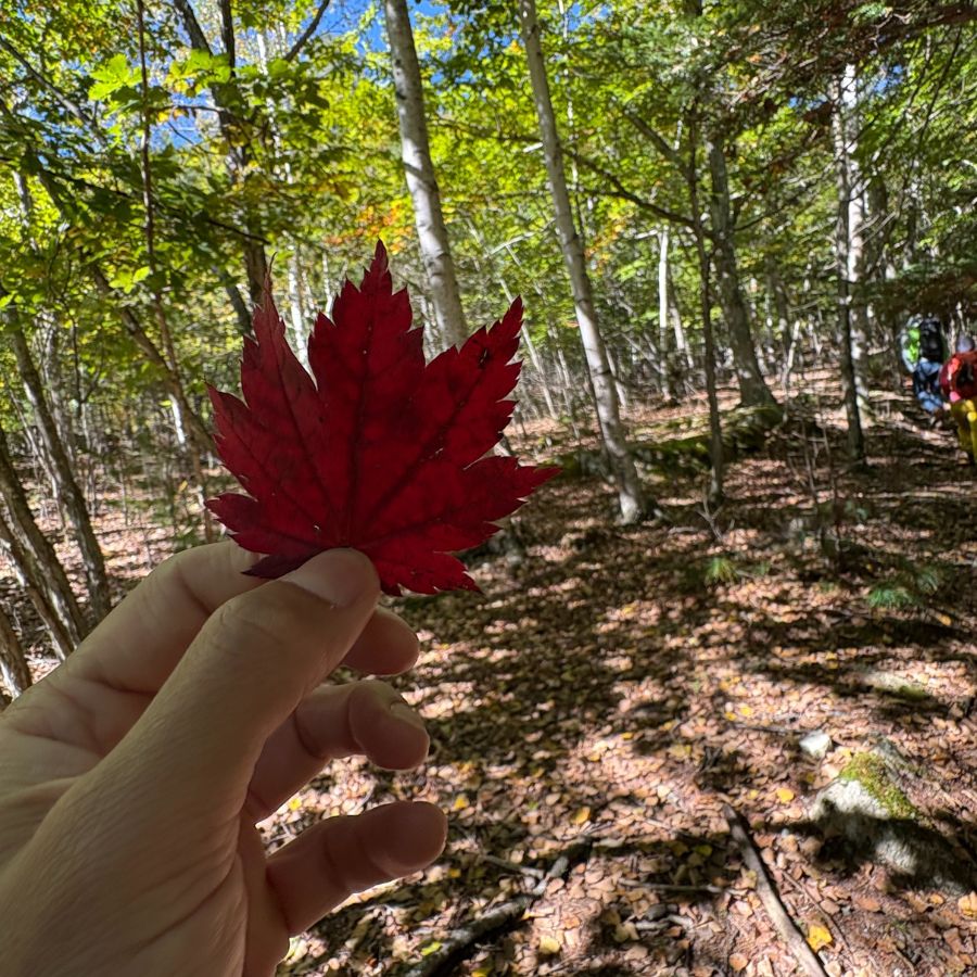 Bright red autumn leaves in Ogawayama