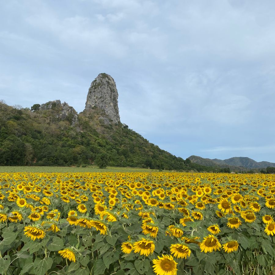 Beginner climbing at Khao Chin Lae in Lopburi during sunflower season